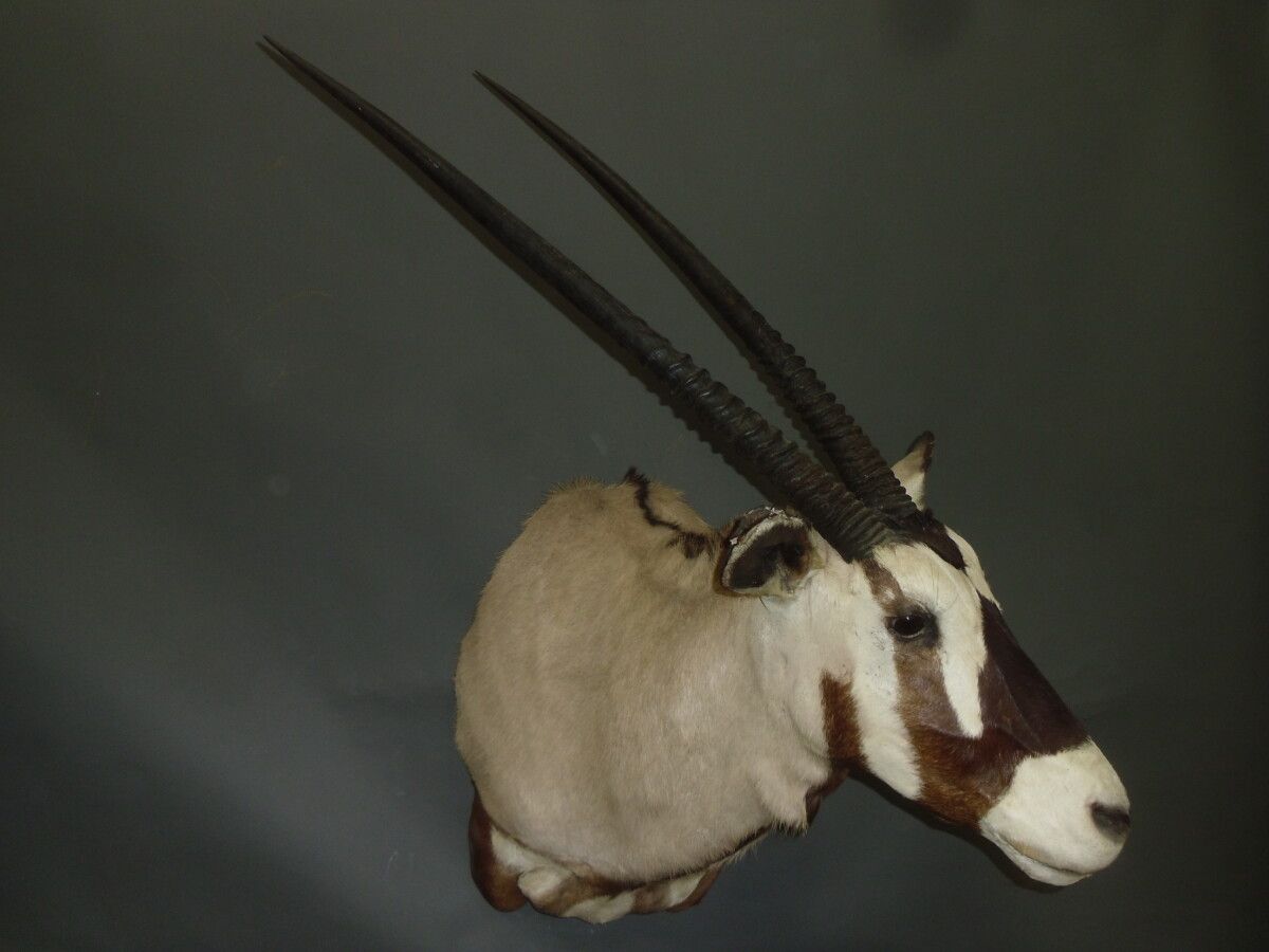 Null Oryx gemsbok (Oryx gazella) (CH): magnifica testa a mantello; bel pezzo dec&hellip;