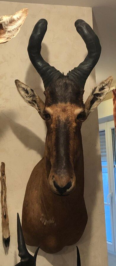 Null Caama hartebeest (Alcelaphus caama) (CH) : head in cape