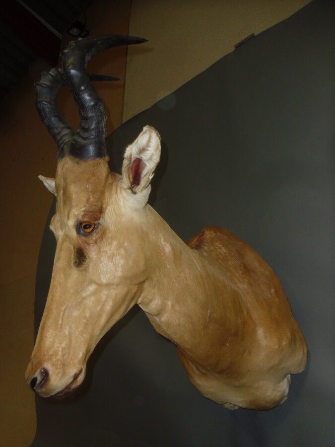 Null Hartebeest (Alcelaphus buselaphus major) (CH) : 头部在斗篷中

2001年在中非共和国采集的标本