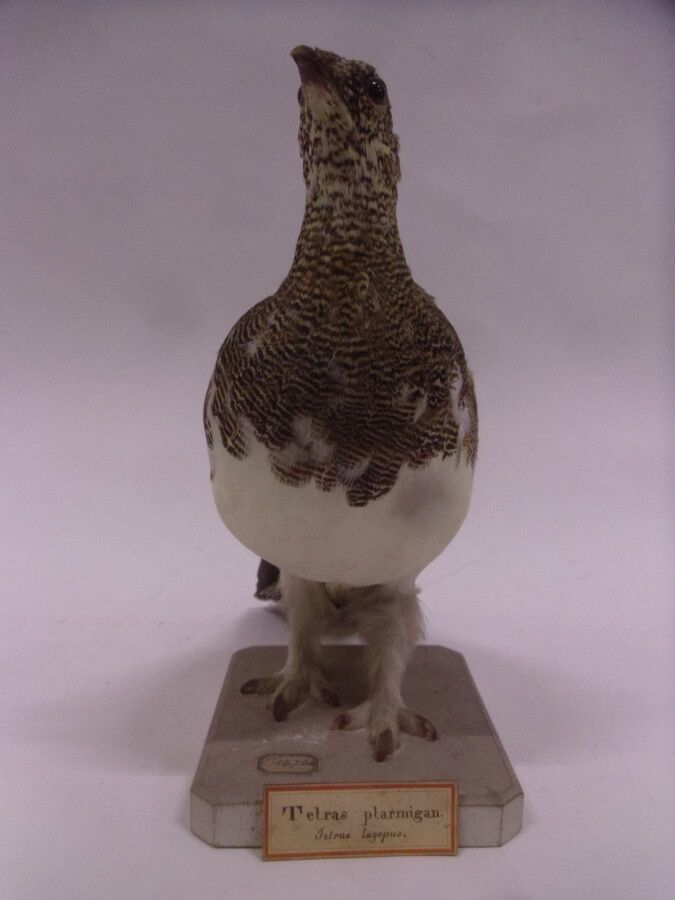 Null Rock ptarmigan (Lagopus mutus) (EC) : naturalized specimen on wooden base w&hellip;
