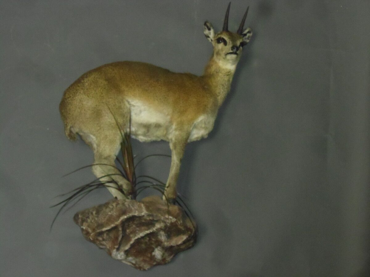 Null 跳跃的Oreotragus（Oerotragus oerotragus）（CH）：完全归化的标本，在一个带有壁挂系统的人工布景上。

不常见的物种