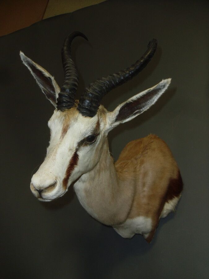 Null Springbok gazelle (Antidorcas marsupialis) (CH) : head in cape presented in&hellip;