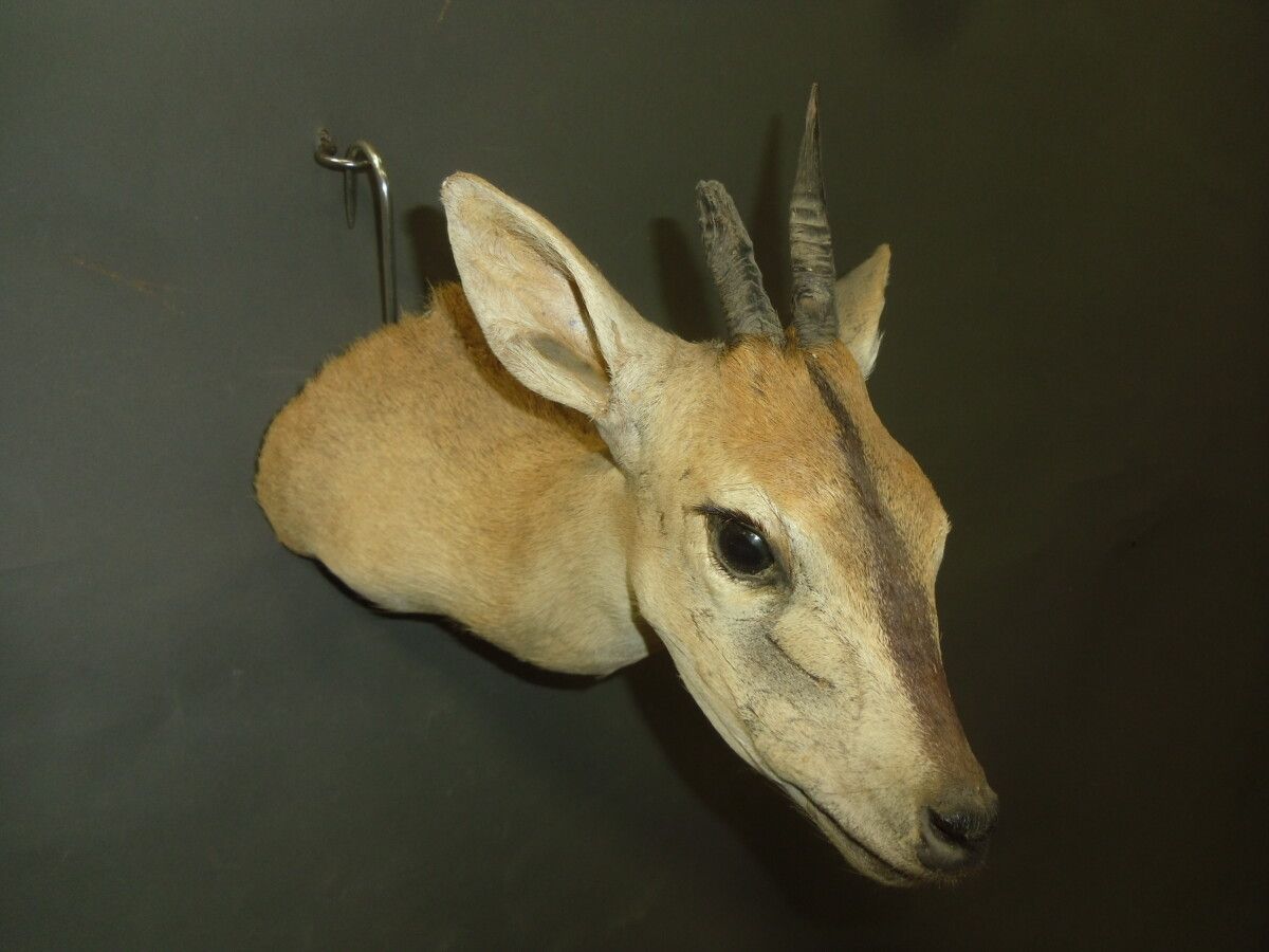Null 西部格林童子军（Sylvicapra grimmia coronata）（CH）：头戴斗篷；其中一个角状的病例不对称

1999年在布基纳法索采集的标&hellip;