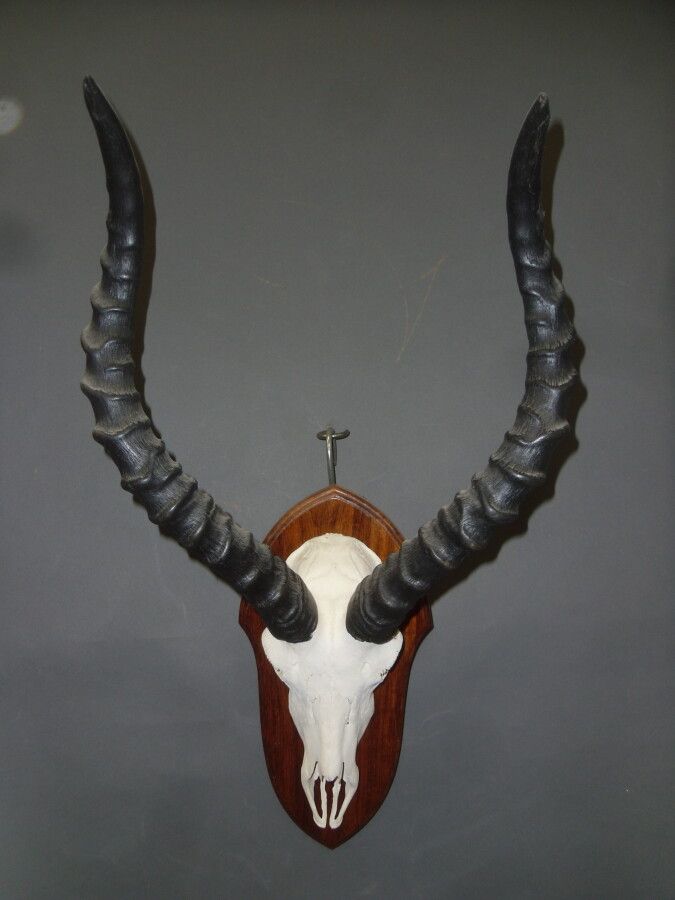 Null Impala (Aepyceros melampus) (CH): massacro montato su scudo