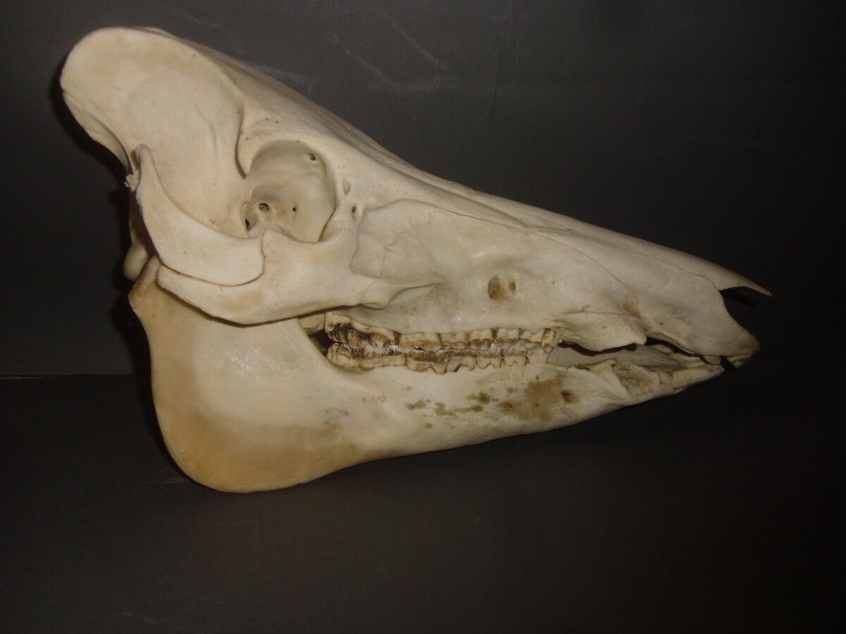 Null European wild boar (Sus scrofa) (CH): skull with lower mandible, some teeth&hellip;