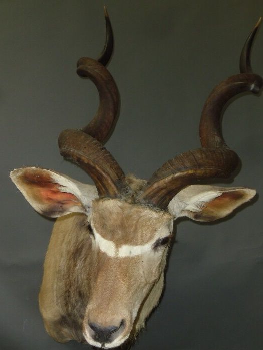 Null Kudu maggiore (Tragelaphus strepsiceros) (CH): testa nel mantello