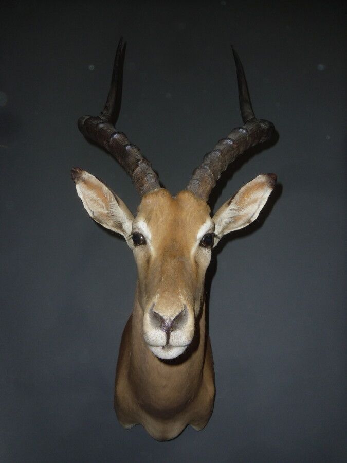 Null Impala (Aepyceros melampus) (CH): Kopf im Umhang