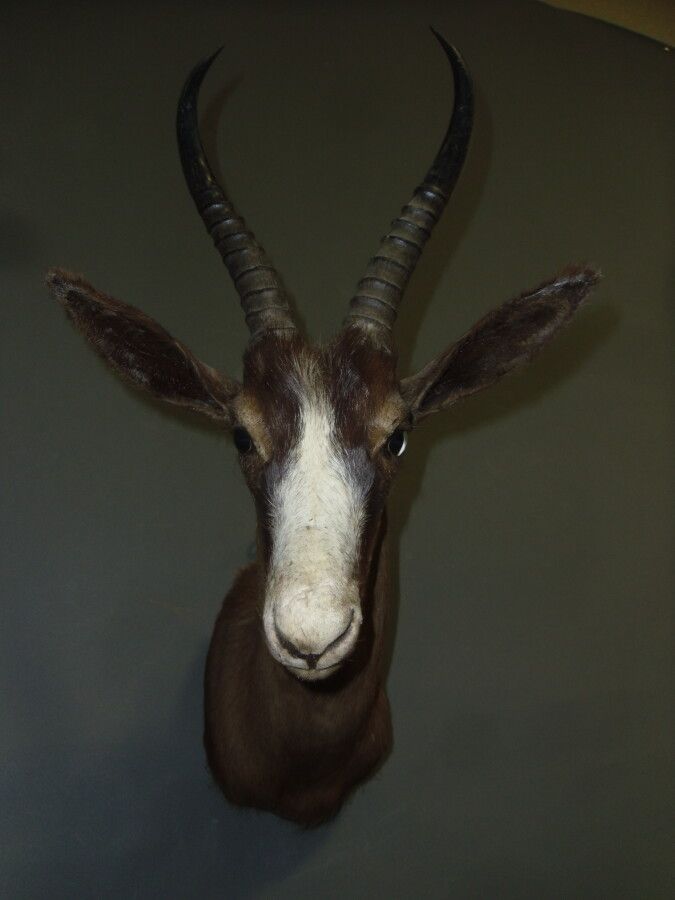 Null Springbockgazelle (Antidorcas marsupialis) (CH): Kopf im Umhang eines Exemp&hellip;