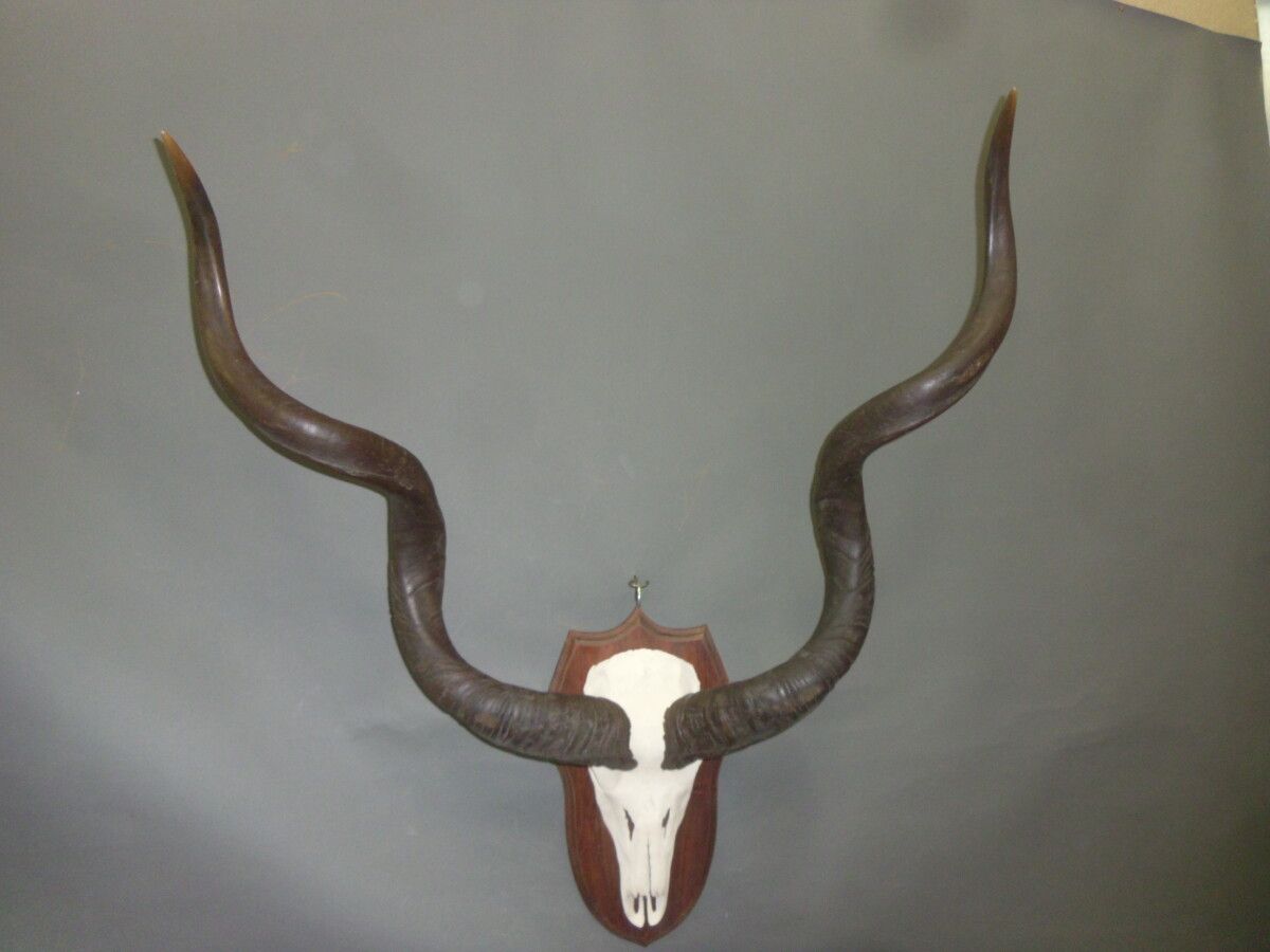 Null Greater kudu (Tragelaphus strepsiceros) (CH): mounted kill on escutcheon wi&hellip;