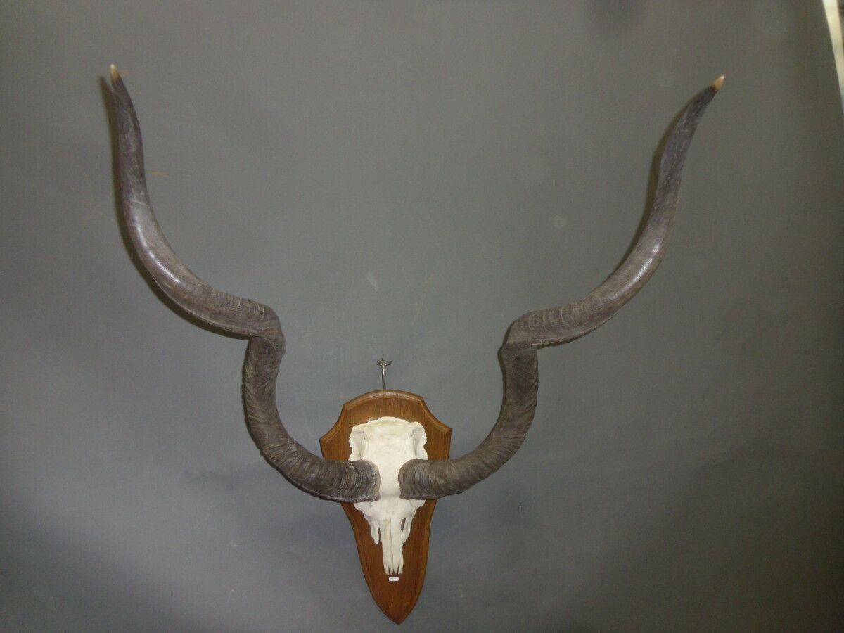 Null Greater kudu (Tragelaphus strepsiceros) (CH): mounted kill on escutcheon wi&hellip;