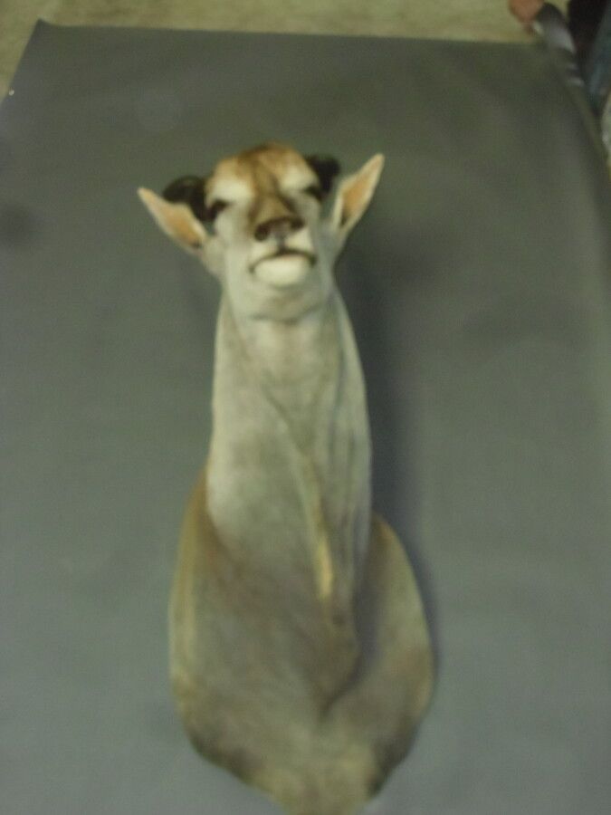 Null Alce del Capo (Taurotragus oryx) (CH): testa nel mantello
