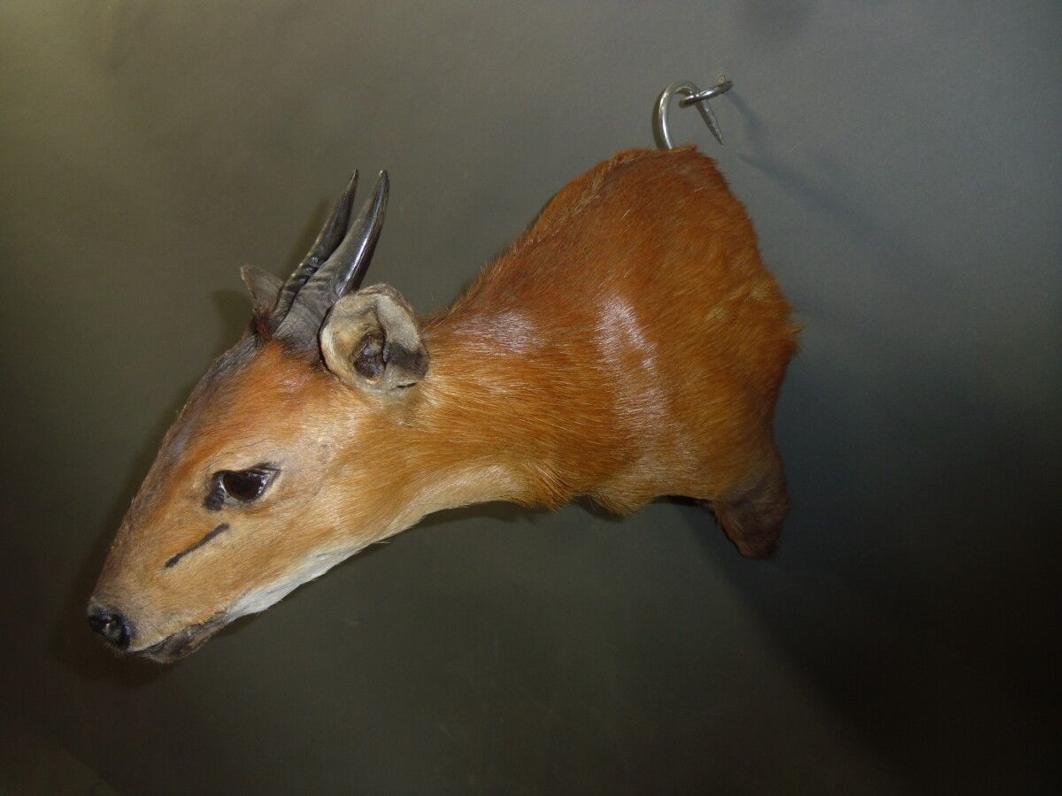 Null 红腹角雉（Cephalophus rufilatus）（CH）：头部在斗篷中

2001年在中非共和国采集的标本
