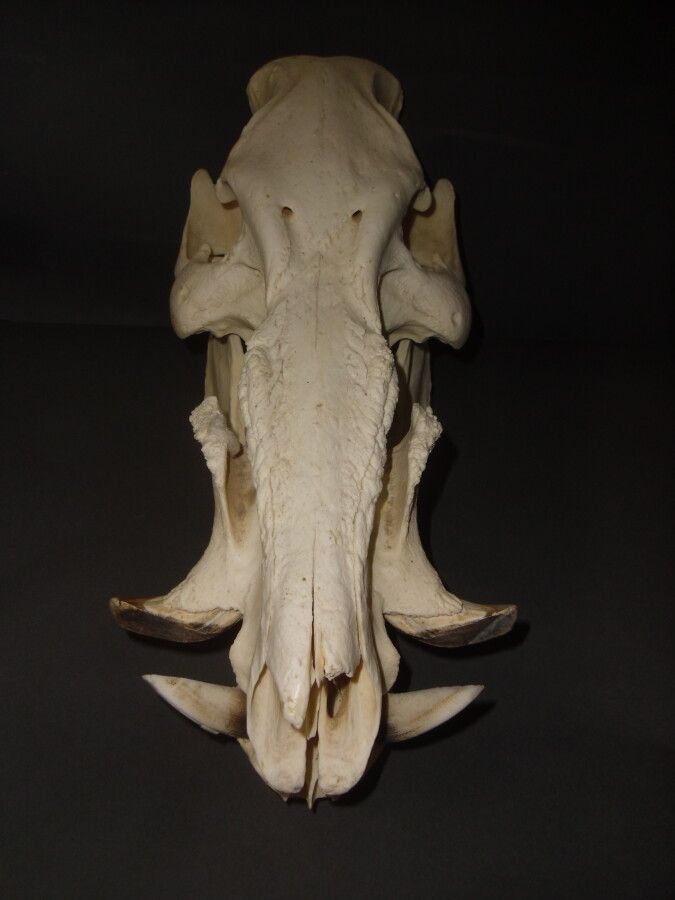 Null Potamochère d'Afrique (Potamochoerus porcus) (CH) : crâne avec mandibule in&hellip;