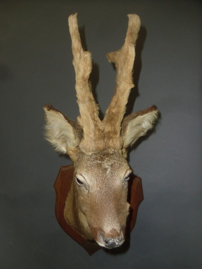 Null European roe deer (Capreolus capreolus) (CH): naturalized head of a specime&hellip;