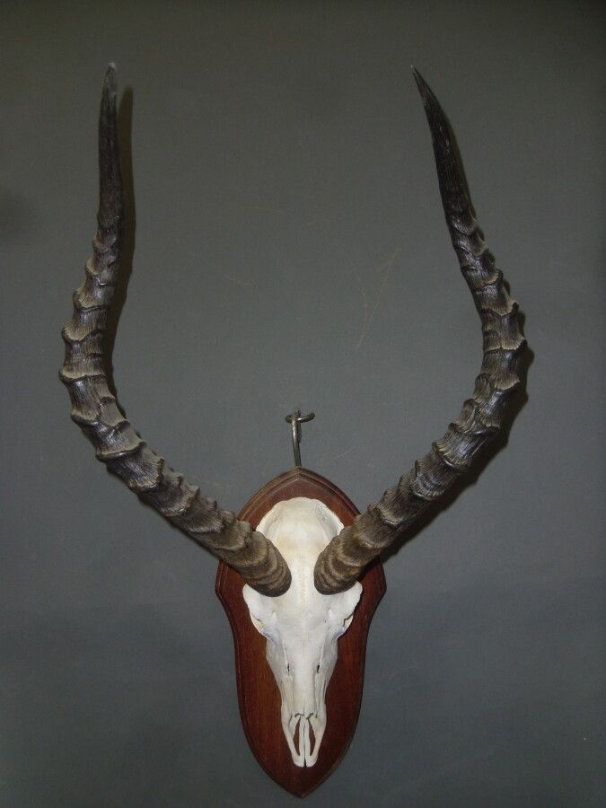 Null Impala (Aepyceros melampus) (CH): masacre montada en escudo