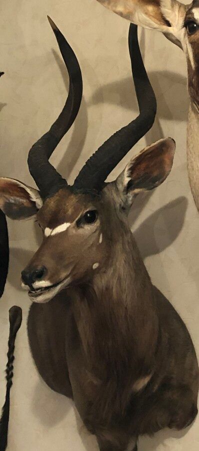 Null Nyala (Tragelaphus angasi) (CH): head in cape presented in half-bust