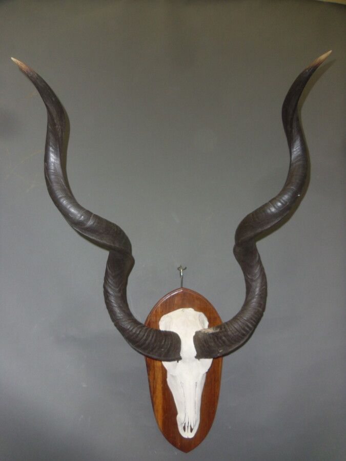Null Großer Kudu (Tragelaphus strepsiceros) (CH): Kronenmontierter Abschuss mit &hellip;