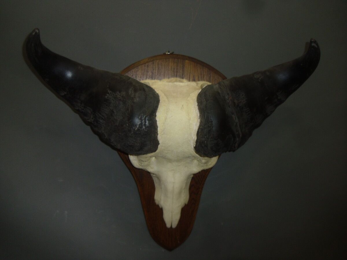 Null 萨凡纳水牛（Syncerus caffer brachyceros）（CH）：骑乘猎物

2002年在中非共和国采集的标本
