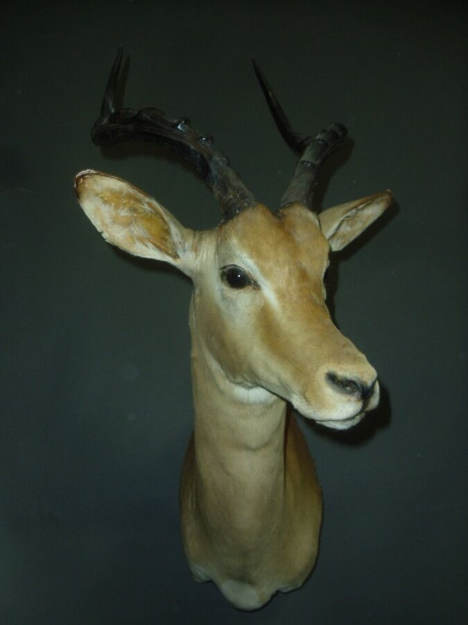 Null Impala (Aepyceros melampus) (CH): Kopf im Umhang; Unfall an einem Ohr, wie &hellip;