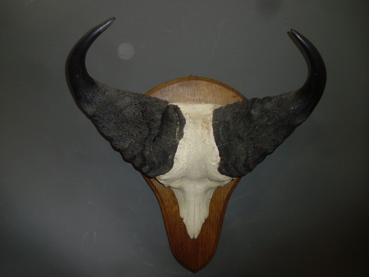 Null Savanna buffalo (Syncerus caffer brachyceros) (CH): mounted kill

Specimen &hellip;