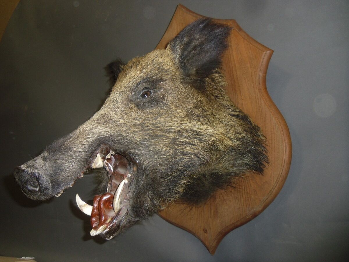 Null European wild boar (Sus scrofa) (CH) : naturalized head with open mouth on &hellip;
