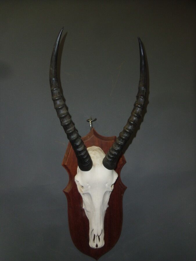 Null Blesbok (Damaliscus pygargus) (CH): killing mounted on escutcheon