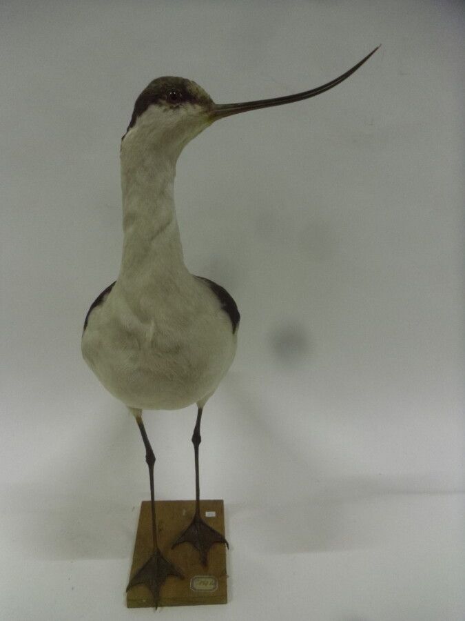 Null Great Avocet (Recurvirostra avosetta) (CE) : specimen presented on a wooden&hellip;