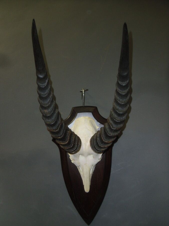 Null Buffon's cob (Kobus kob) (CH): Massacre mounted on escutcheon