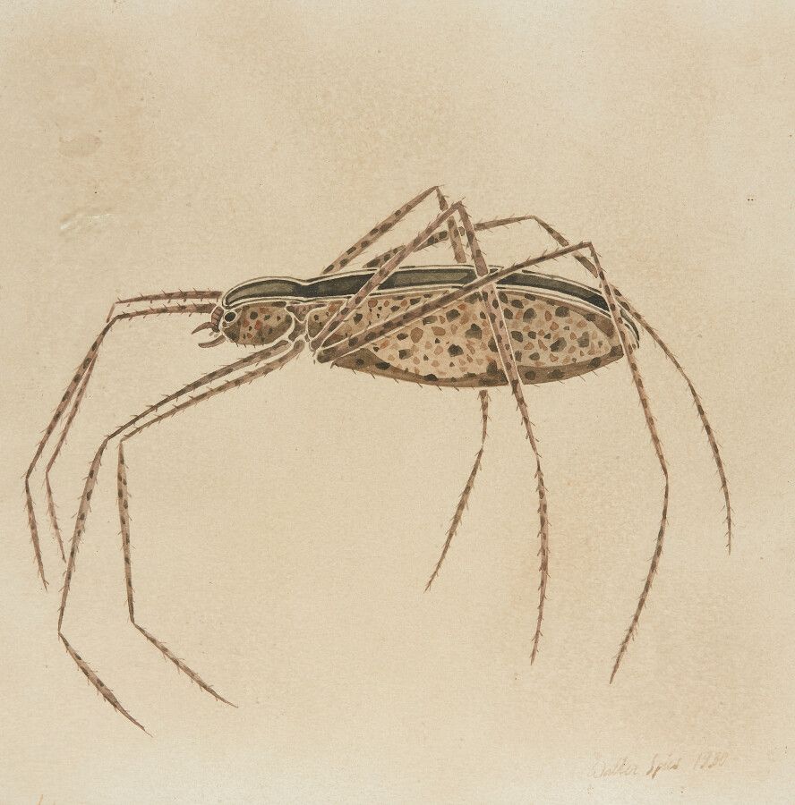 Null SPIES Walter (Moscou 1895-vers Ceylan 1942)

Etude d'insecte

Dessin à l'en&hellip;