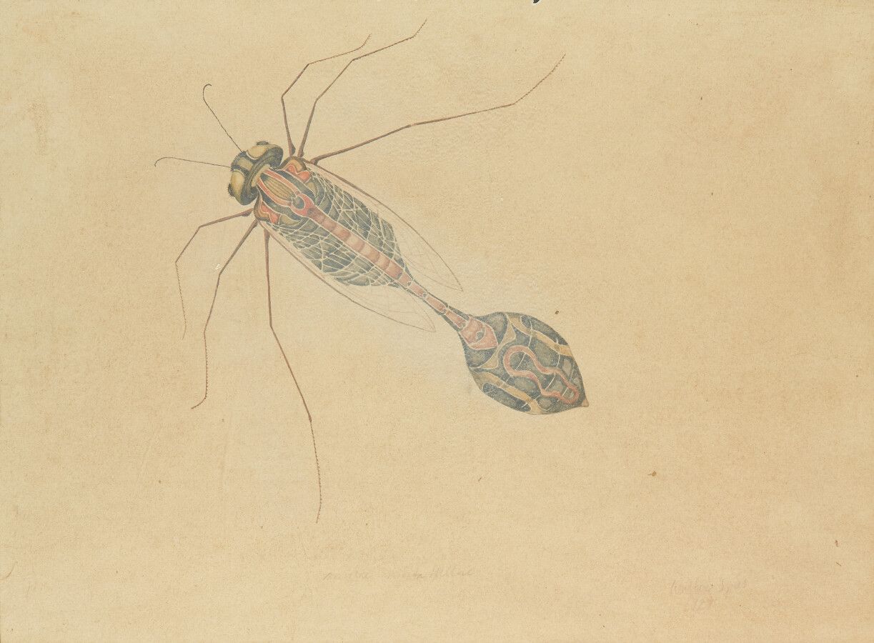 Null SPIES Walter (Moscou 1895-vers Ceylan 1942)

Etude d'insecte

Dessin à l'en&hellip;