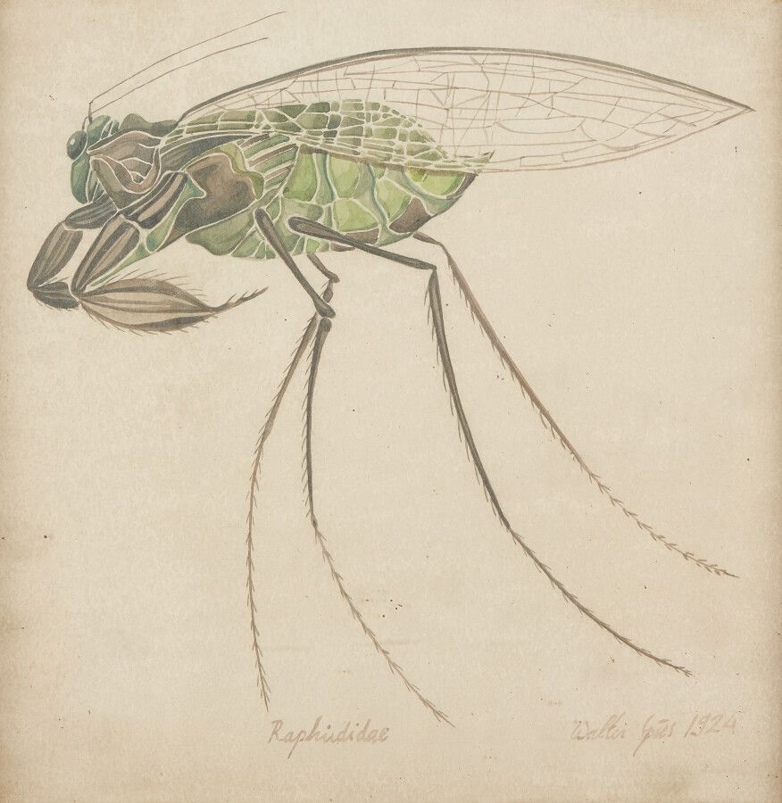 Null SPIES Walter (Moscou 1895-vers Ceylan 1942)

Etude d'insecte : "Raphirdidae&hellip;