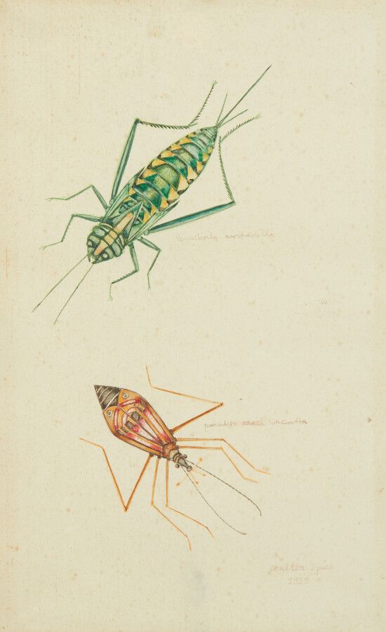 Null SPIES Walter (Moscou 1895-vers Ceylan 1942)

Etude d'insectes : "Venushoila&hellip;