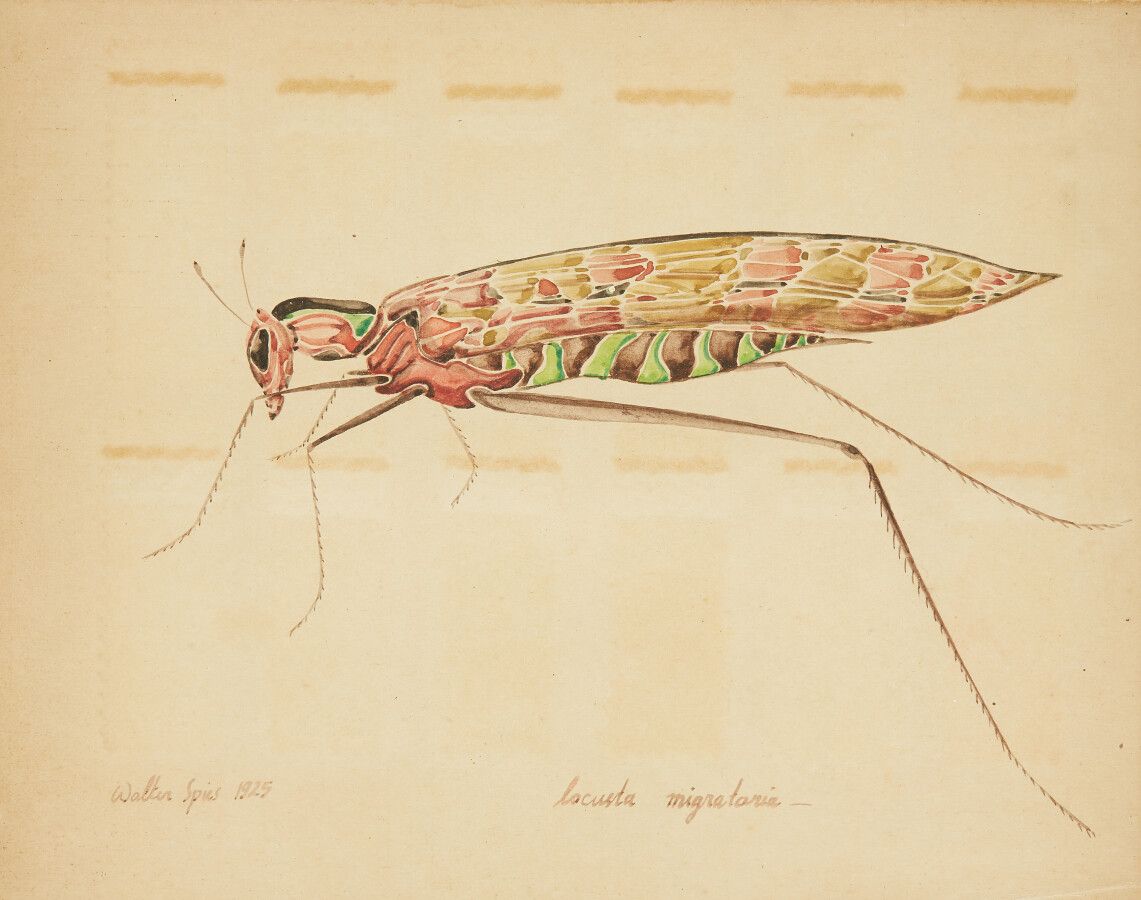 Null SPIES Walter (Moscou 1895-vers Ceylan 1942)

Etude d'insecte : "Lacusta mig&hellip;