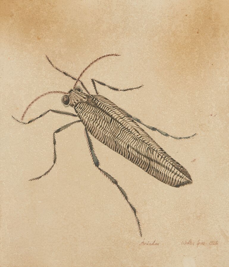 Null SPIES Walter (Moscou 1895-vers Ceylan 1942)

Etude d'insecte : "Aeriadae"

&hellip;