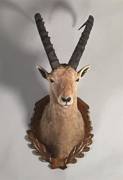 Null Bouquetin des Alpes (Capra ibex) (CE-CH) : belle tête naturalisée d'un spéc&hellip;
