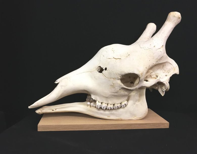 Null Girafe (Giraffa camelopardalis) (NR) : crâne avec dentition et mandibule in&hellip;