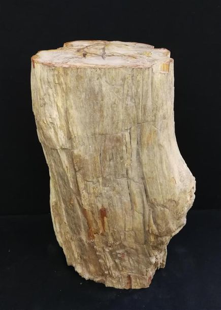 Null Section d'un tronc de bois fossile pétrifié avec polissage sur la partie su&hellip;