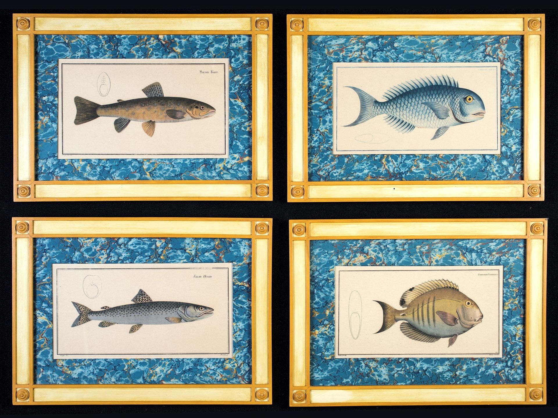 Four colorful fish prints 再现从《鱼学或自然史，鱼类的一般和特殊》一书中提取的版画。马库斯-埃利泽-布洛赫（1723 - 1799）的&hellip;