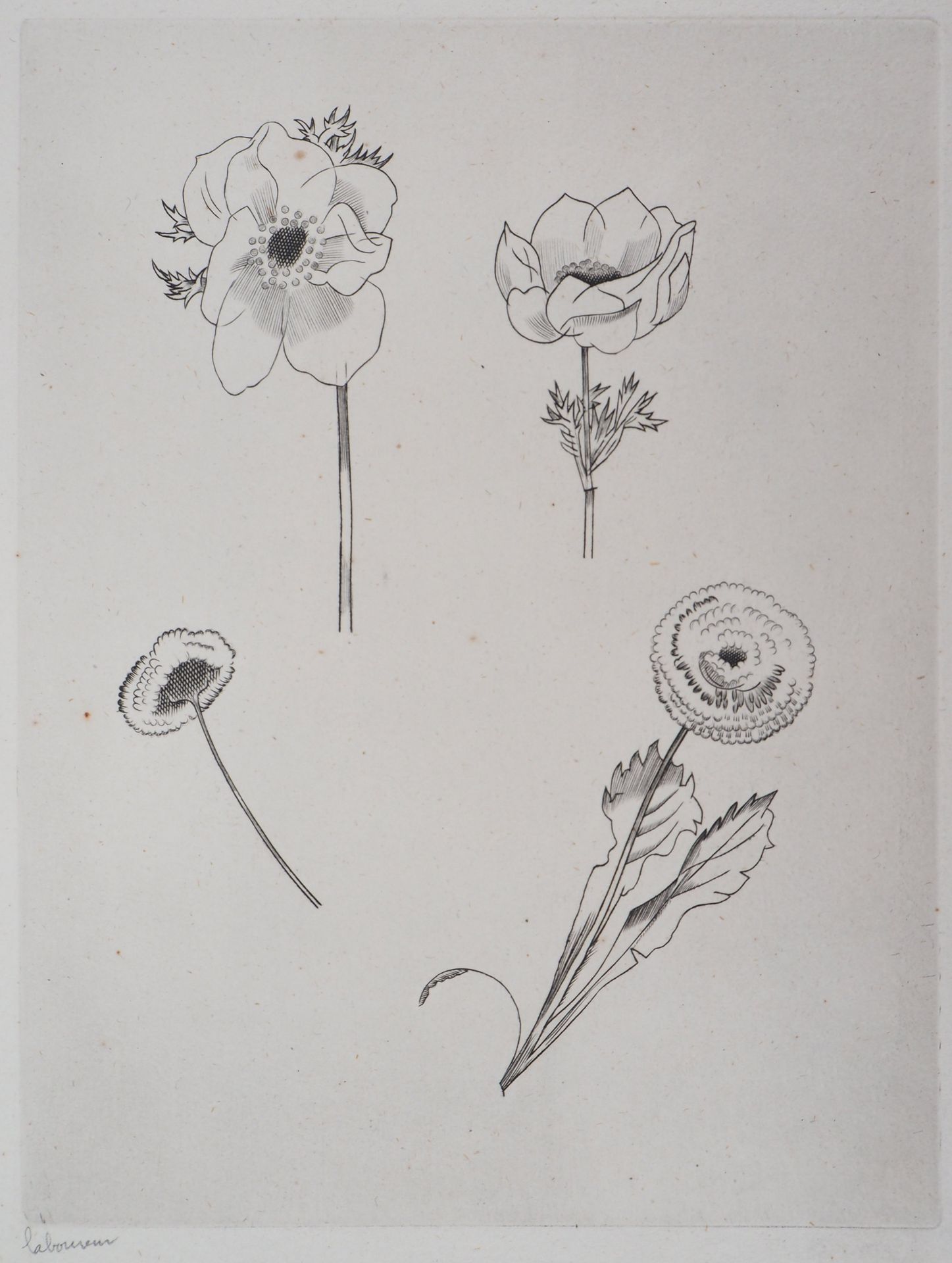 Jean-Emile LABOUREUR Jean Émile LABOUREUR

花卉研究，1930年

原始蚀刻画

左下方有铅笔签名

画在纸上 26 &hellip;