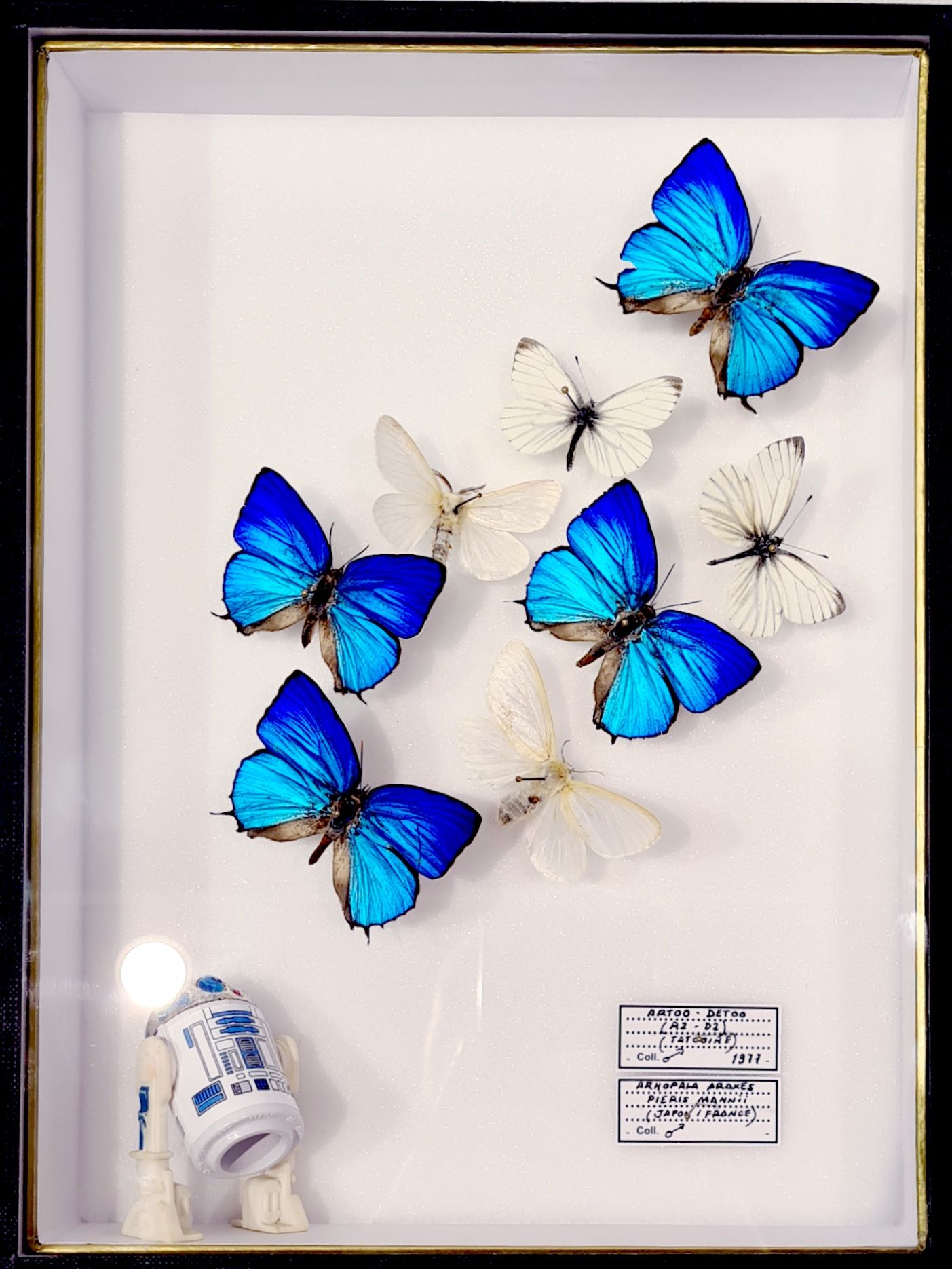 B. Pietri B. Pietri - R2-D2 Real butterflies and vintage figurine pinned in an e&hellip;