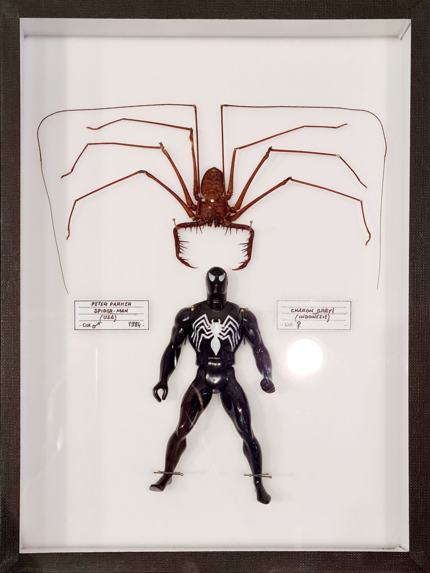 B. Pietri B. Pietri - Spiderman Real spider and vintage figurine pinned in an en&hellip;