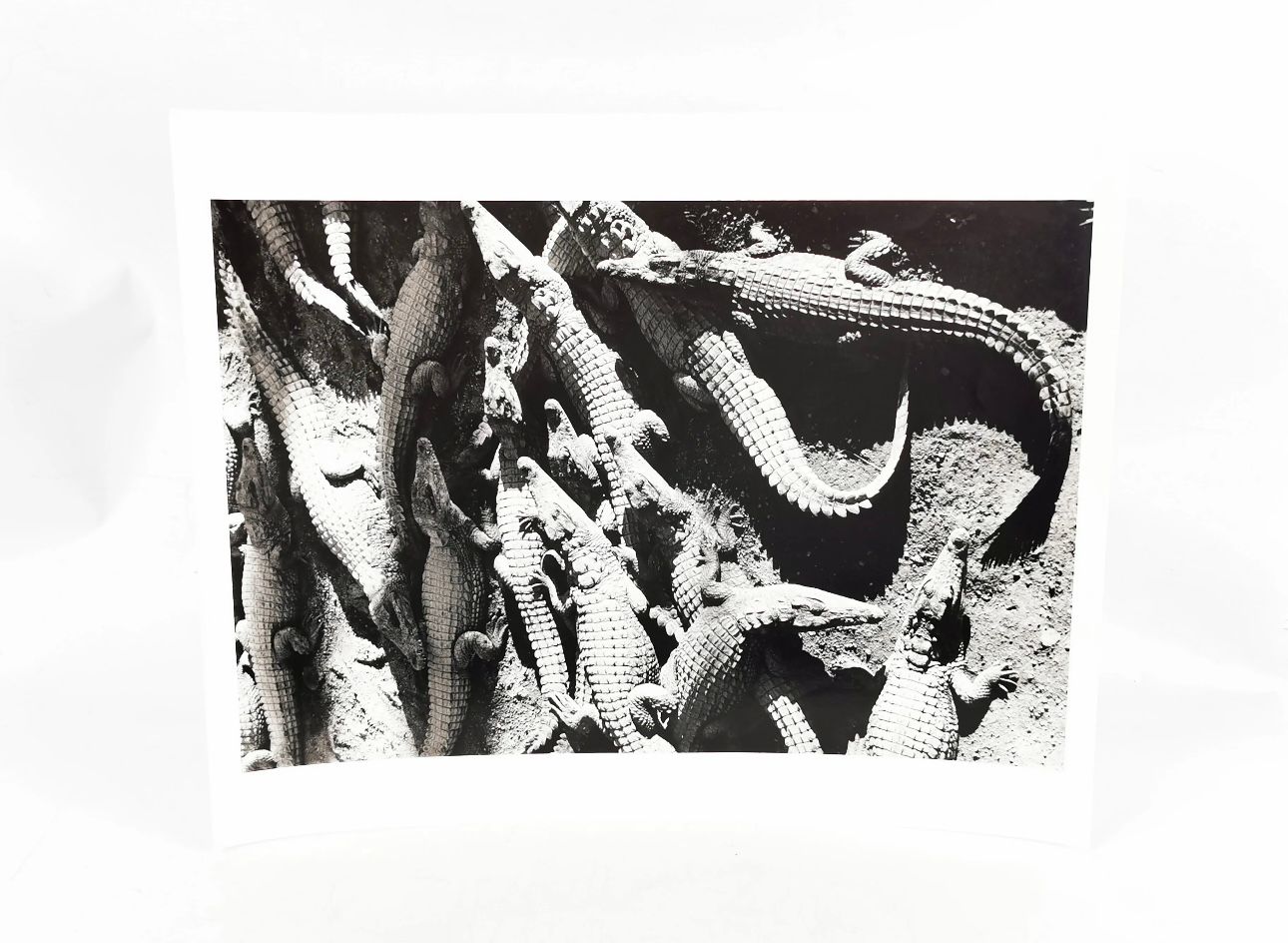 Null 吉安-保罗-巴比里（生于1938年）。鳄鱼。马达加斯加。黑白摄影作品，50 x 40厘米。从艺术家那里获得。