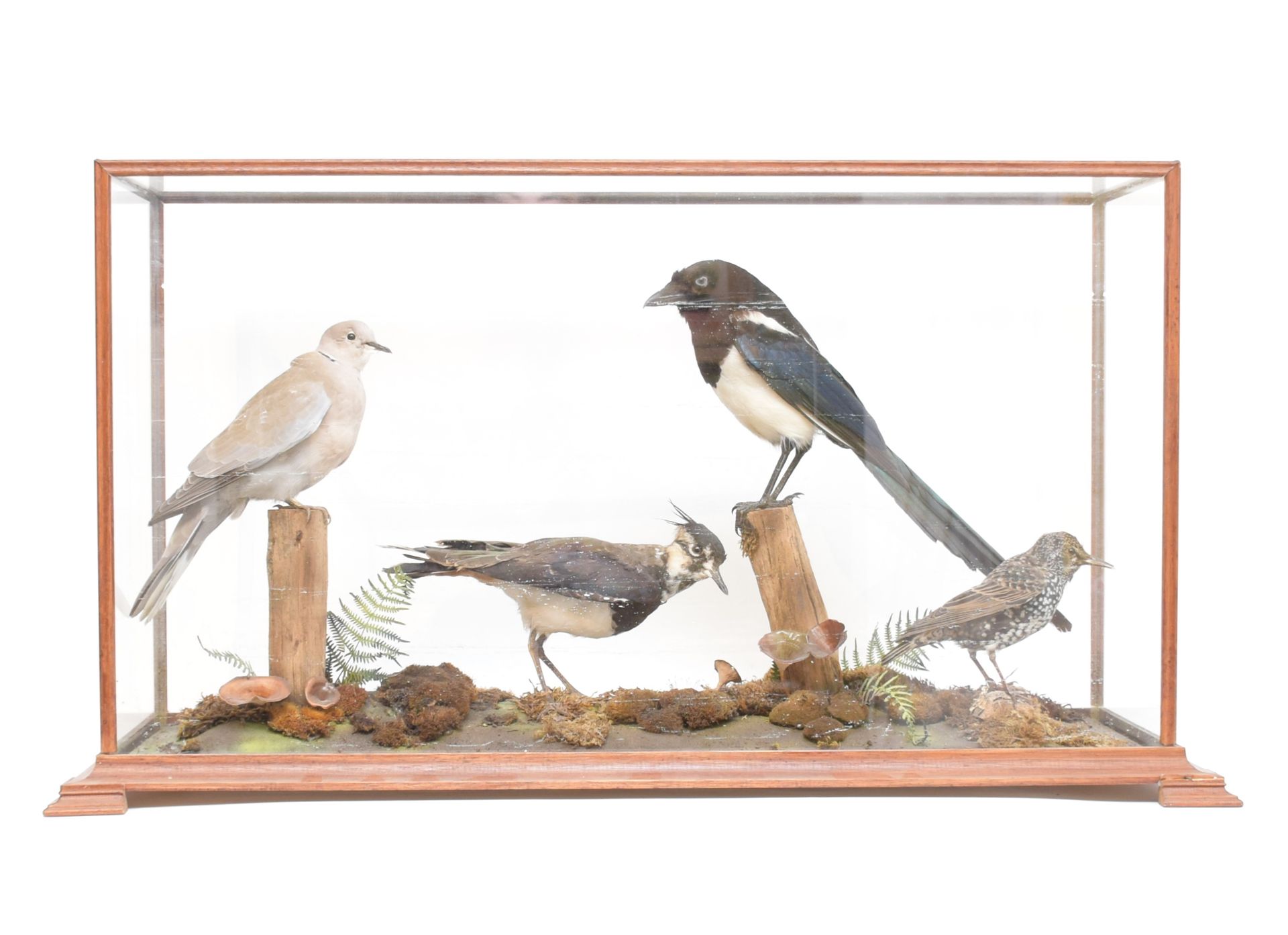 Null 喜鹊、鸽子等鸟类标本的立体图，装在展示盒中。高43.5 - 宽84.5 - 深31.5厘米