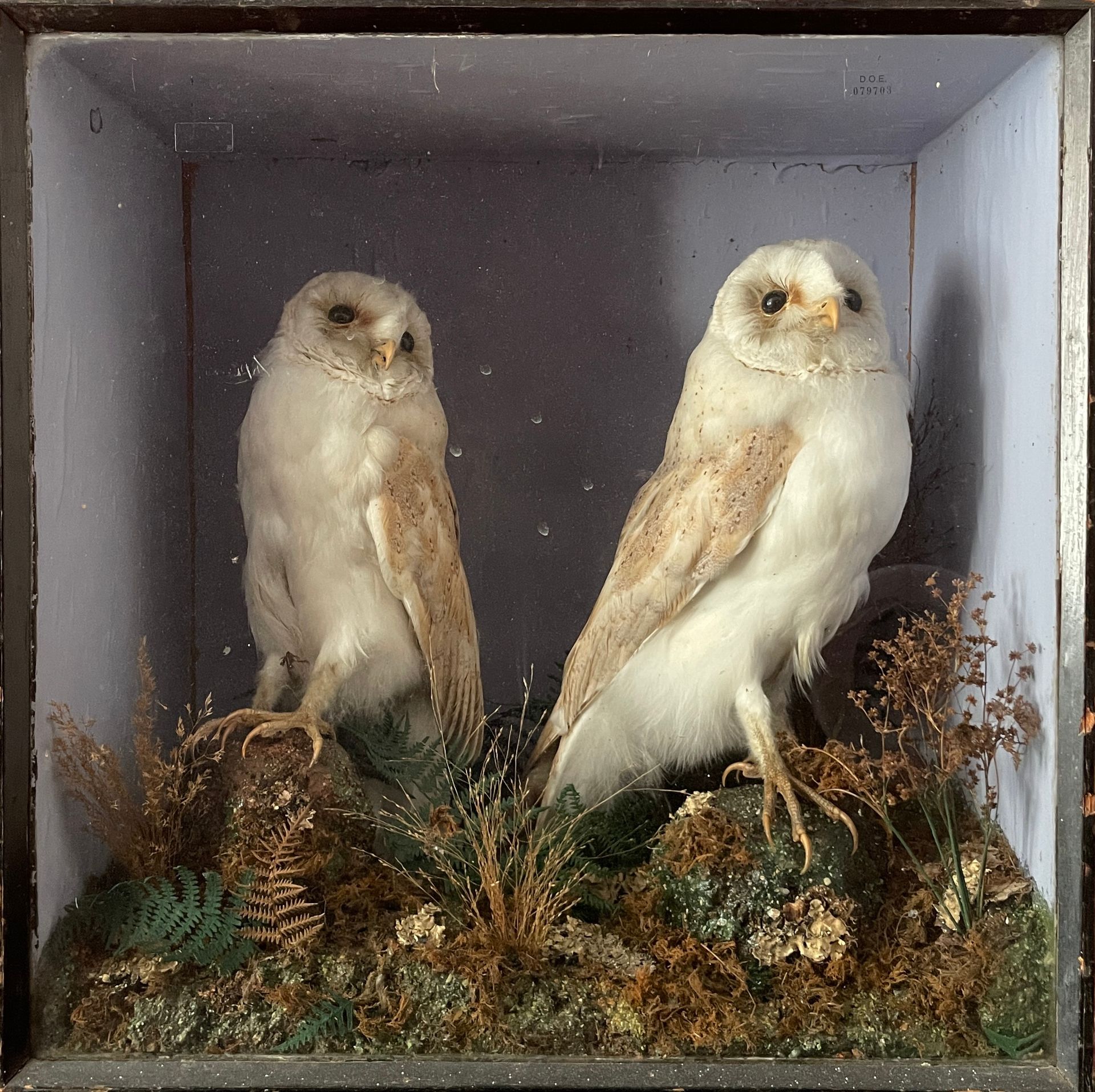 Null TWO EFFRAY OWLS presented in a naturalist diorama

 Height: 42,5 - Width: 4&hellip;