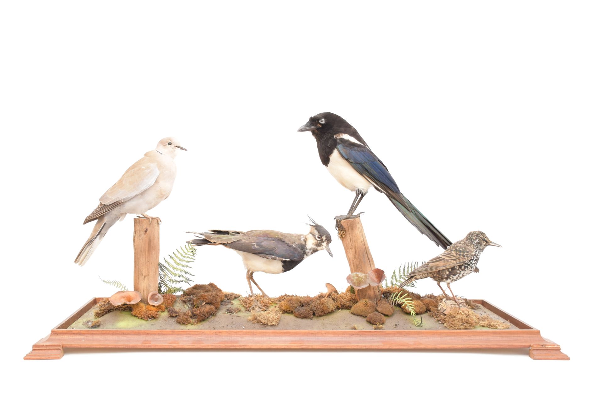 Null DIORAMA of naturalized birds

 such as magpie, pigeon in a box window.

 He&hellip;