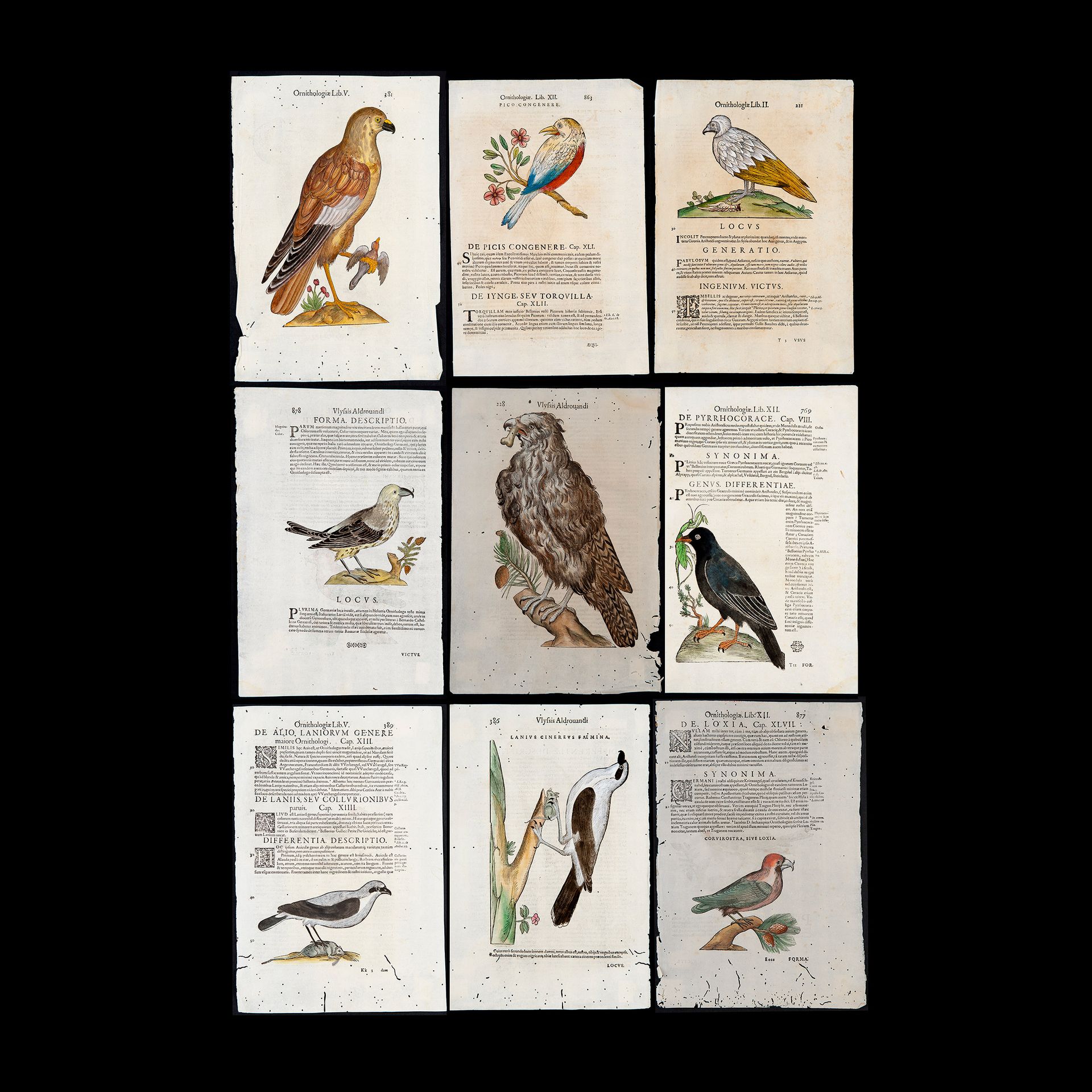 Ulisse Aldrovandi, 'Ornithologiae hoc est De auibus historiae libri XII', Bologn&hellip;