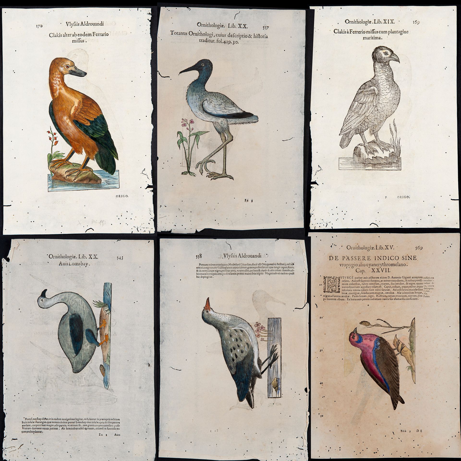 Ulisse Aldrovandi, 'Ornithologiae tomus tertius, ac postremus. Cum indice copios&hellip;