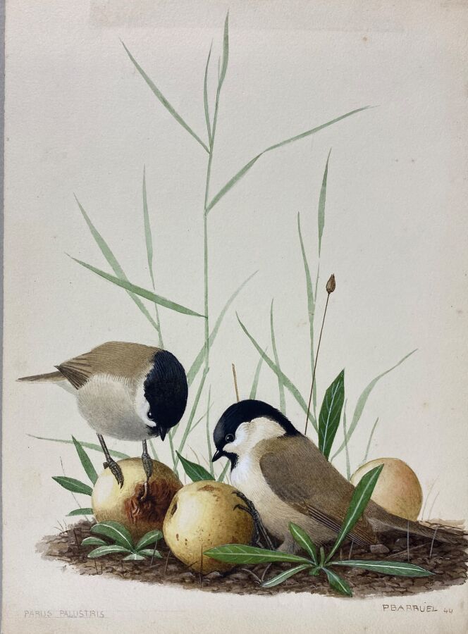 Null 保罗-巴鲁尔
"雏鸟 "或 "Poecile palustris
纸上水彩画，右下角签名
24 x 18 cm