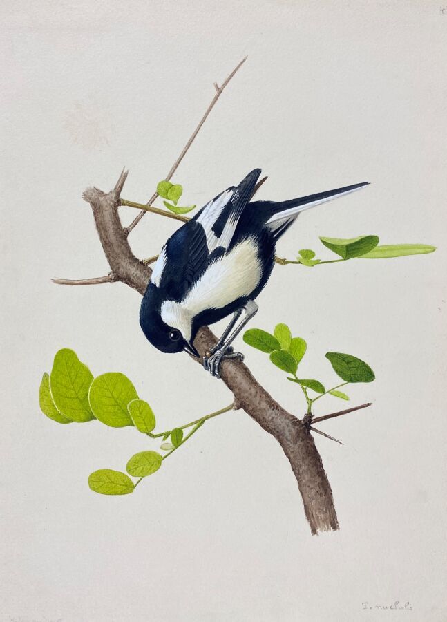 Null Paul Barruel
"White-winged tit" or "Parus nuchalis
Watercolor on paper 
24 &hellip;