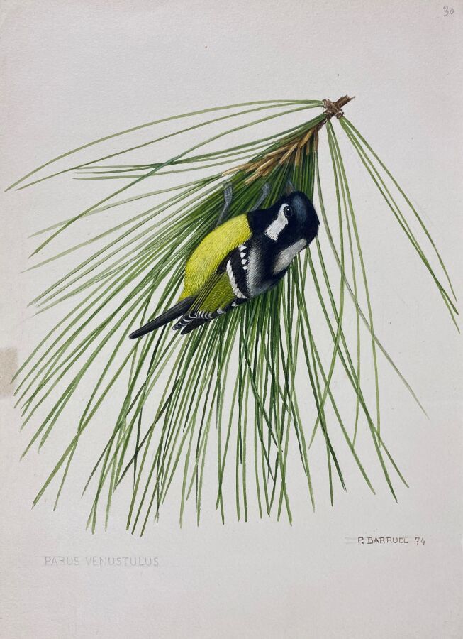 Null Paul Barruel
"Gracious Tit" or "Periparus venustulus".
Watercolor on paper &hellip;